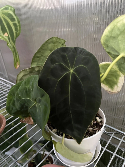 Anthurium Forgetii Dark Form Plant - Rare Aroid Variety, Tropical Houseplant, Indoor Foliage Plant, Live Plant