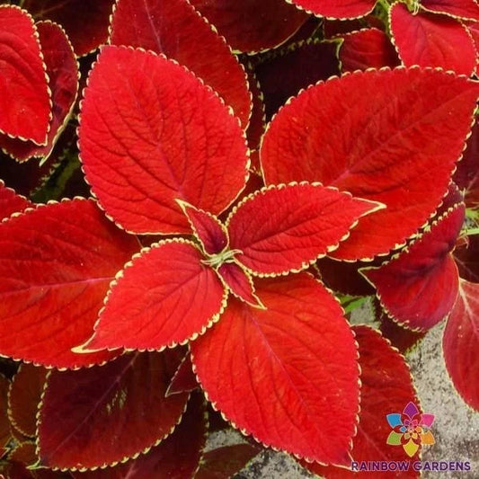 25+ Red Coleus Seeds - Premium Garden Planting - Solenostemon scutellarioides - USA - Free Shipping