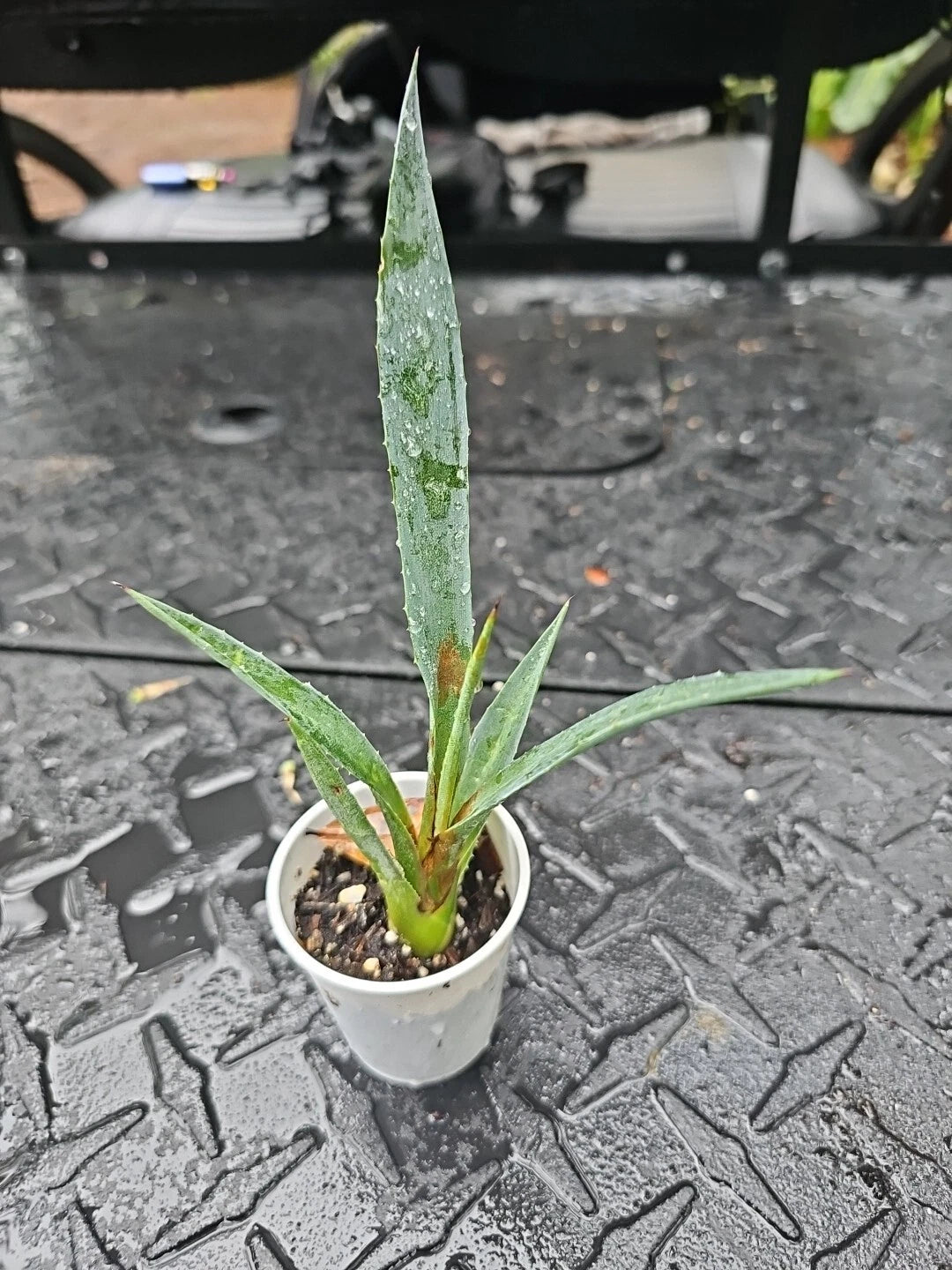 Agave Decipiens - False Sisal Succulent - 2" Pot - Florida Agave - Drought-Tolerant Indoor Plant