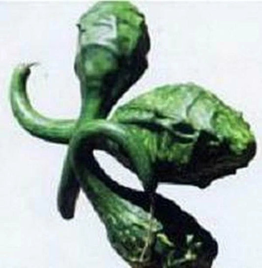 Caveman's Club Gourd Seeds - Fresh Heirloom Seeds for Planting - Cucurbita Maxima - Garden Vegetable Seeds