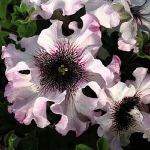 50 Petunia Seeds - Ruffle Pink & White Annual Flowers for Hanging Baskets - Petunia x hybrida