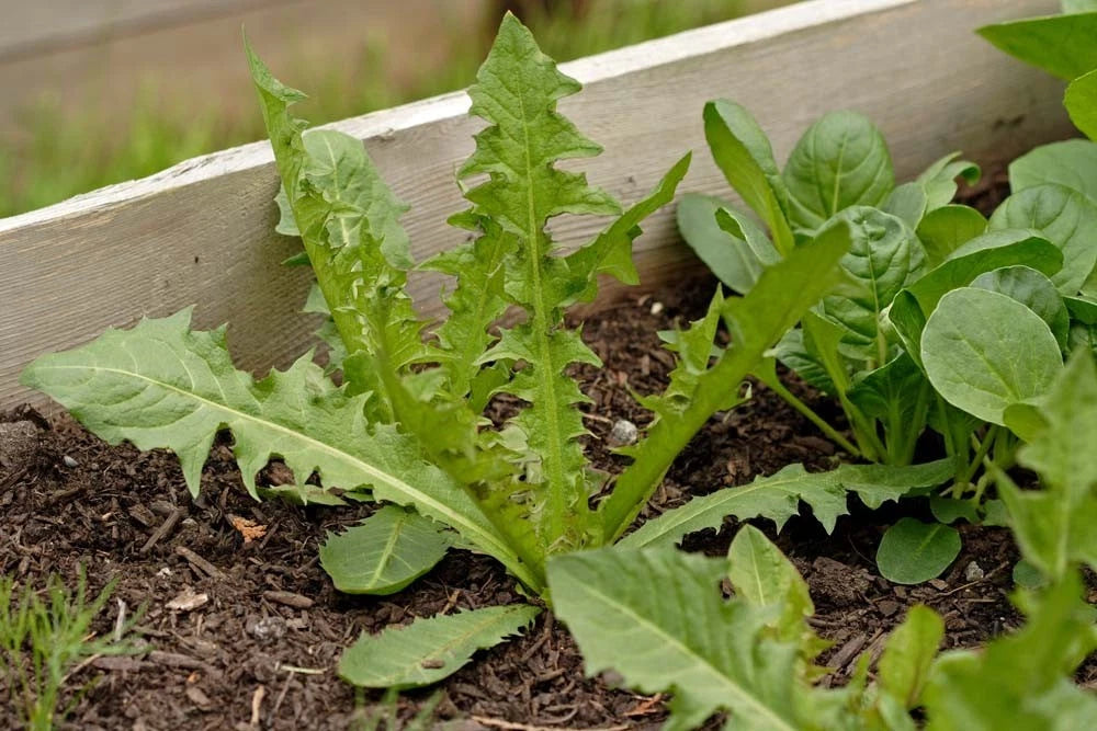 Italian Dandelion Seeds - Bulk 500 Seeds - Edible Salad Garnish - Taraxacum officinale
