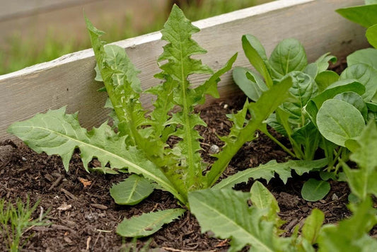 Italian Dandelion Seeds - Bulk 500 Seeds - Edible Salad Garnish - Taraxacum officinale
