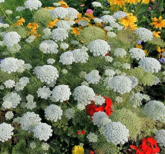Bishop's Flower Seeds - 100+ Pack - Exotic Garden Flowers - Ammi Majus - Made in USA