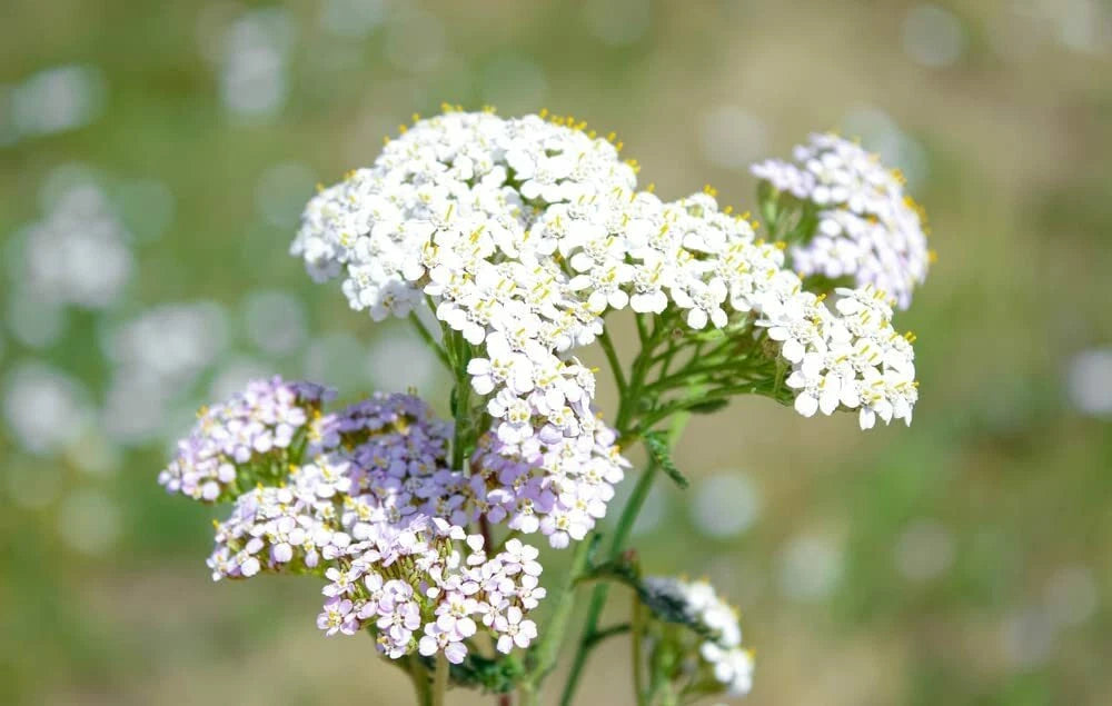 White Yarrow Seeds 1000 Count - Achillea Millefolium - Drought-Resistant Perennial Flower for Gardens and Pollinator Habitats