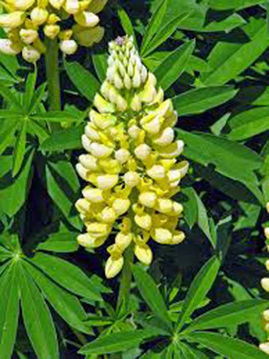 Lupine Seeds, 20+ Seeds, Golden Yellow Variety, Beautiful Golden Flowers, Lupinus Polyphyllus