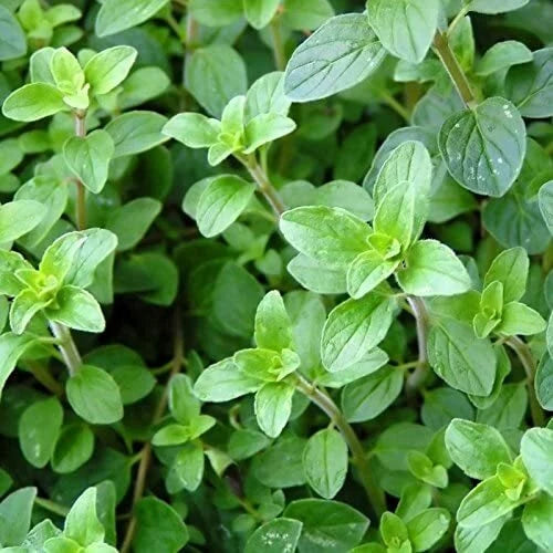 Italian Oregano Seeds - 2,000 Heirloom Non-GMO Seeds - Origanum vulgare subsp. hirtum