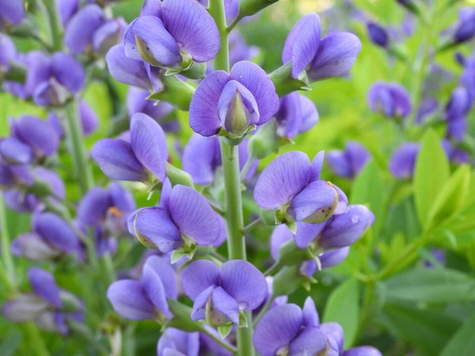 Live Baptisia Australis Blue Indigo Plant - Perennial Flowering Plant with Abundant Blooms