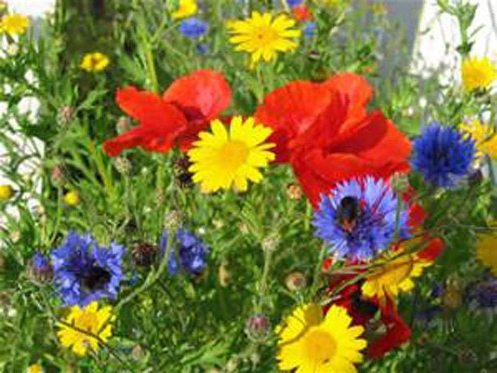 Wildflower Seed Mix, 2 Ounces, Colorful Borders and Gardens, Native Wildflowers Seed Blend