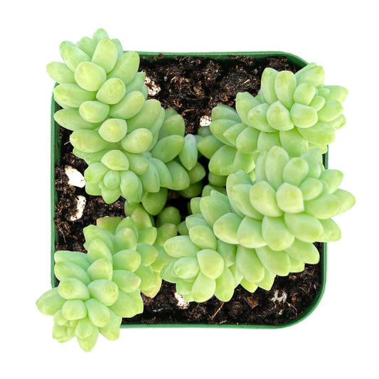 Burro's Tail Succulent Plant in 2'' Pot | Donkey's Tail | Sedum Morganianum