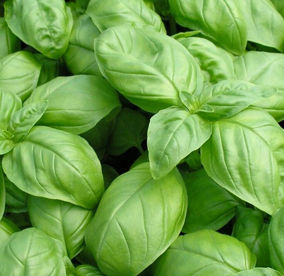 Italian Large Leaf Basil Seeds 600+ Non-GMO Annual Herb Garden - Ocimum basilicum