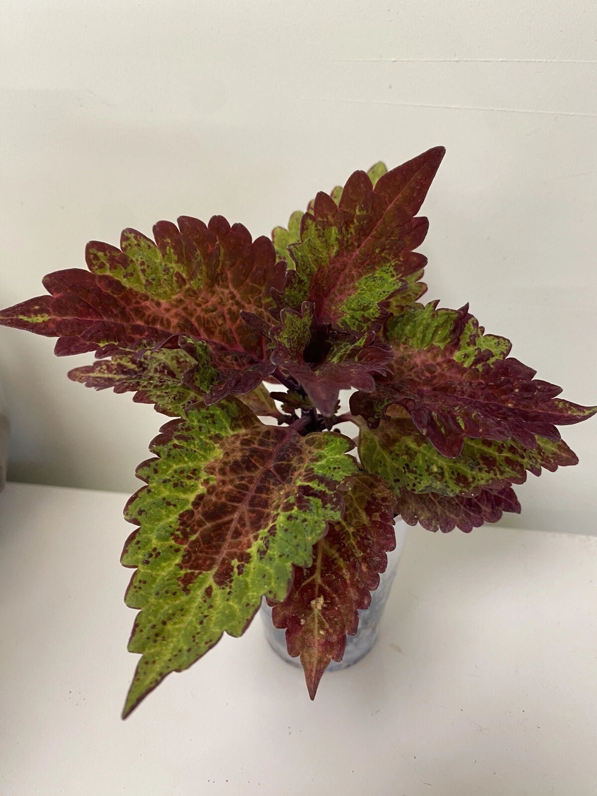 Coleus Starter Plant - Indian Summer - Vibrant Ornamental Foliage - Live Rooted - Ideal for Indoor/Outdoor Gardening