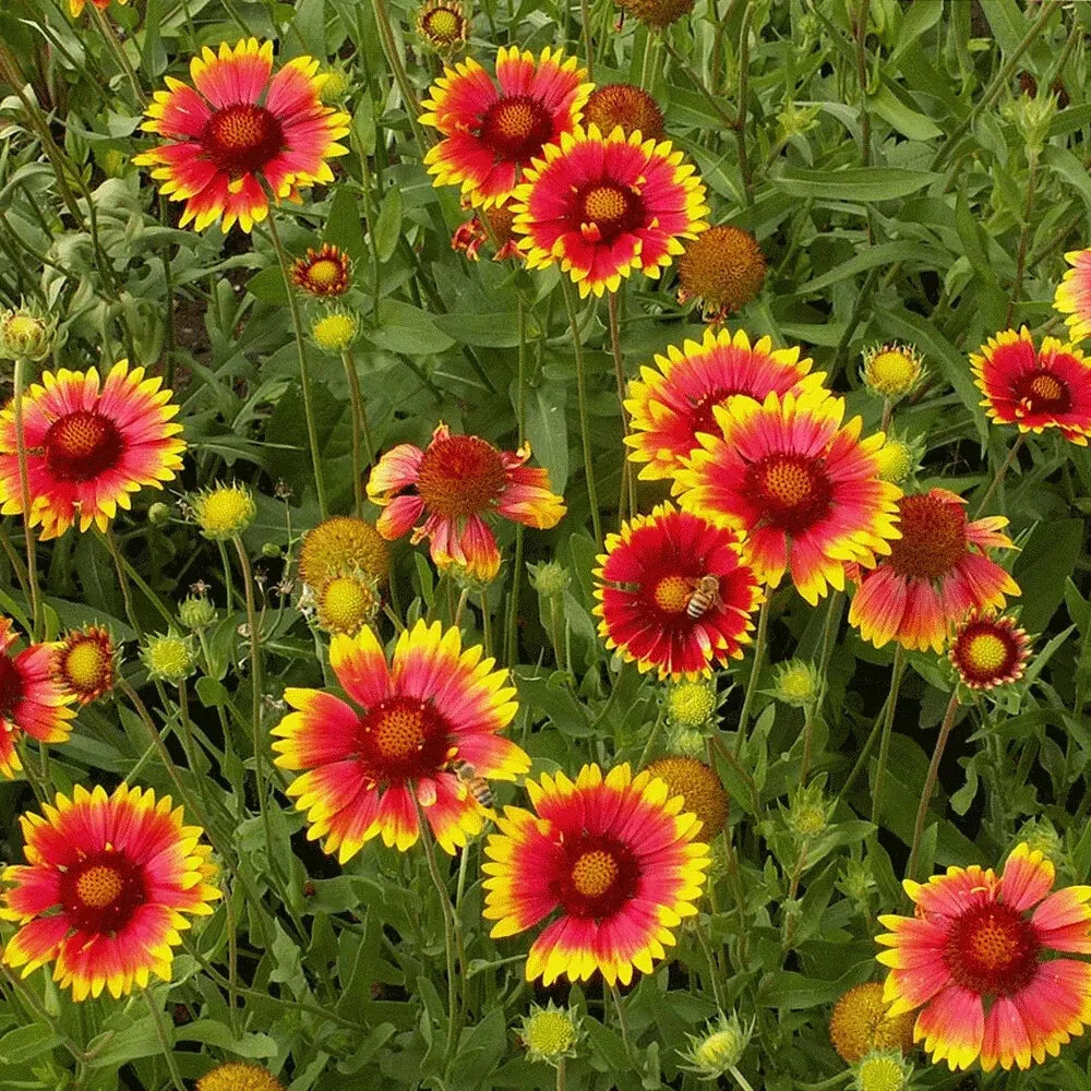 Indian Blanket Seeds - 315 Drought Resistant Seeds - Gaillardia pulchella - GroCo USA - Buy Any 15 Ships Free