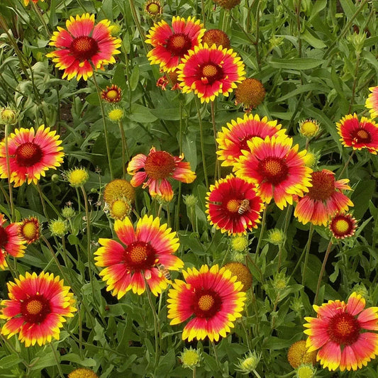 Indian Blanket Seeds - 315 Drought Resistant Seeds - Gaillardia pulchella - GroCo USA - Buy Any 15 Ships Free