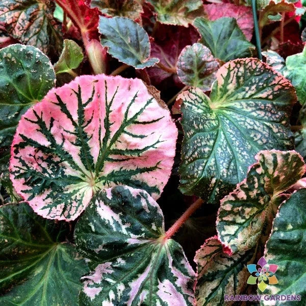 Midnight Sun Begonia Seeds - 25+ Count - Perfect for Garden Planting - USA Grown, Free Shipping!