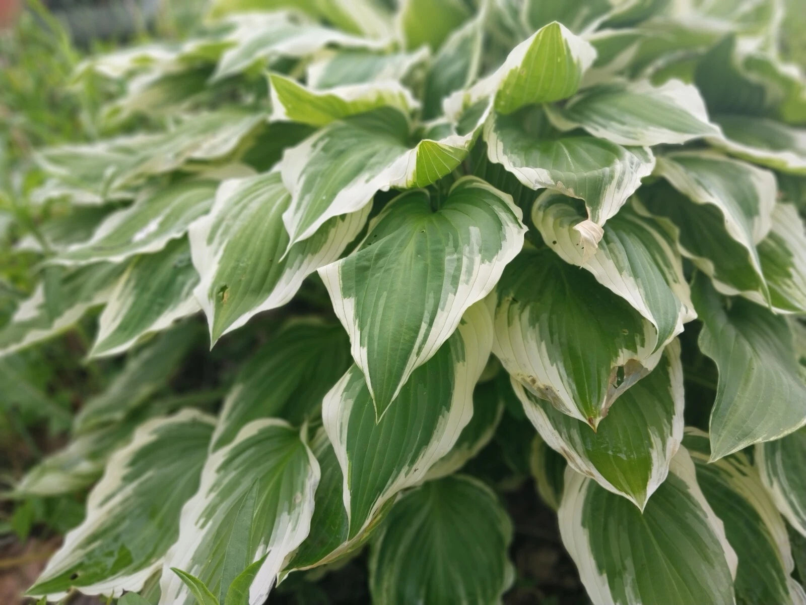Hosta Roots - 3 Patriot Variegated Plants - Green with White Edges - Hosta plantaginea
