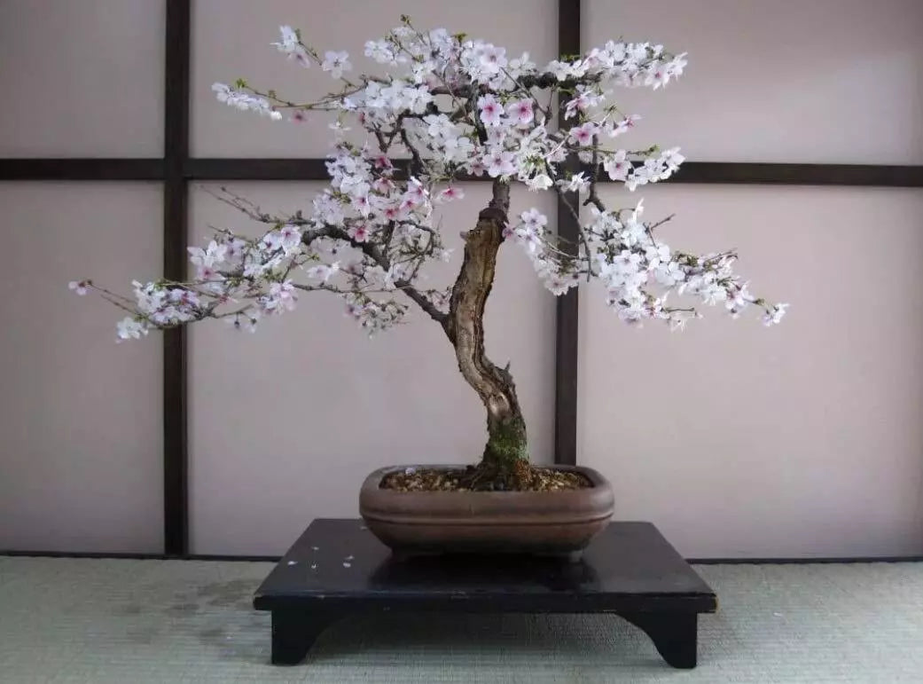 Bonsai Black Cherry Tree Seeds - 20 Seeds - Fruit Bearing Bonsai - Prunus serotina