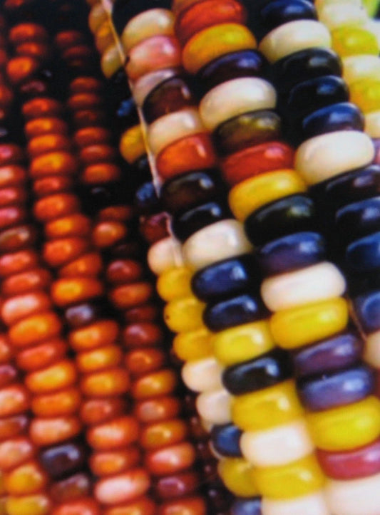 Giant Ornamental Colored Corn Seeds - 40 Seeds for Fall Decoration - Unique Rare Variety
