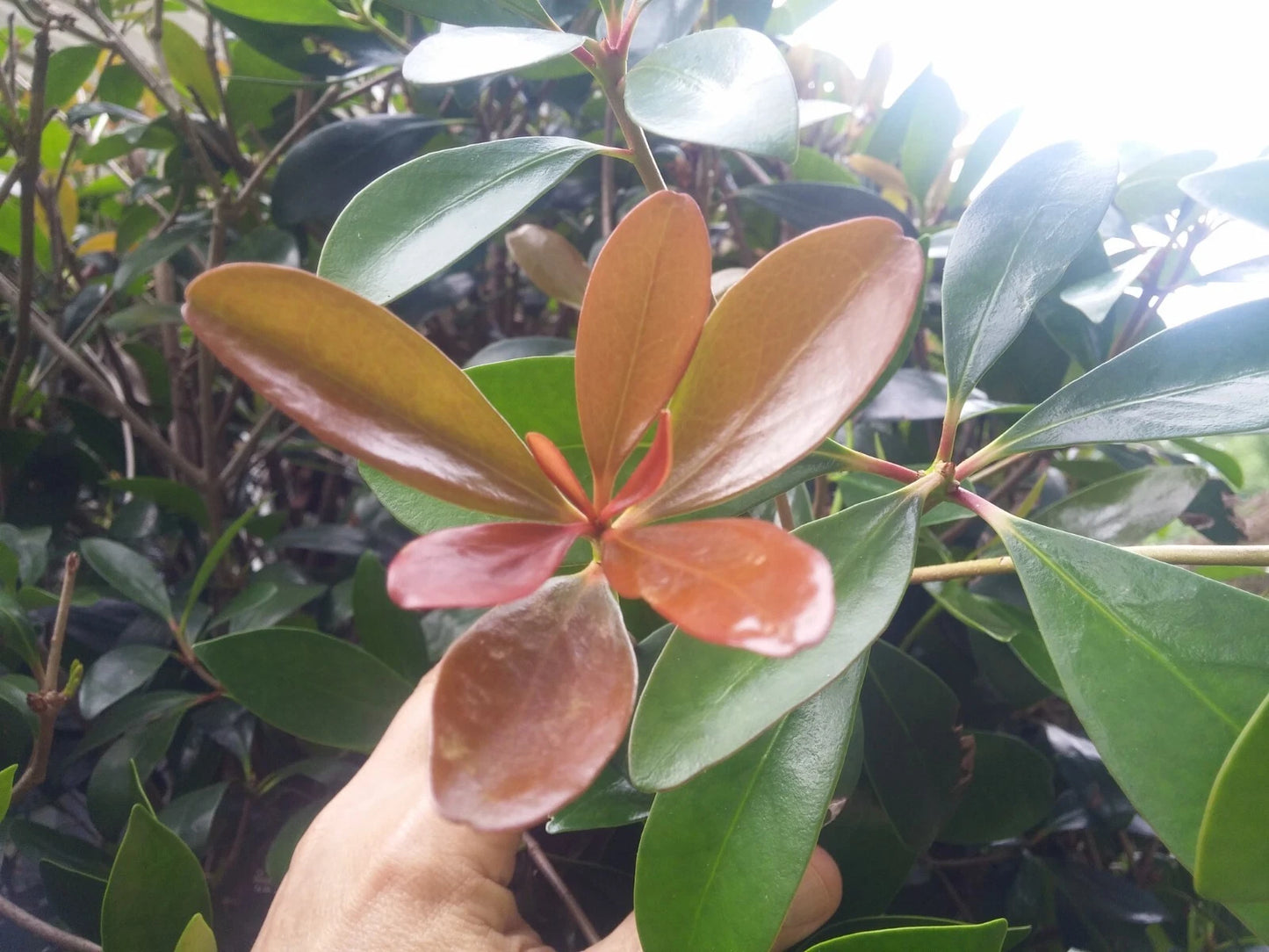 Leann Cleyera Scions - 20 Thin Cuttings - Glossy Evergreen Hedge Plants - Cleyera japonica