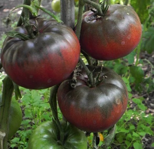 Black Krim Tomato Seeds - NON-GMO Heirloom Variety - Rare Seeds for Gardening - Solanum lycopersicum