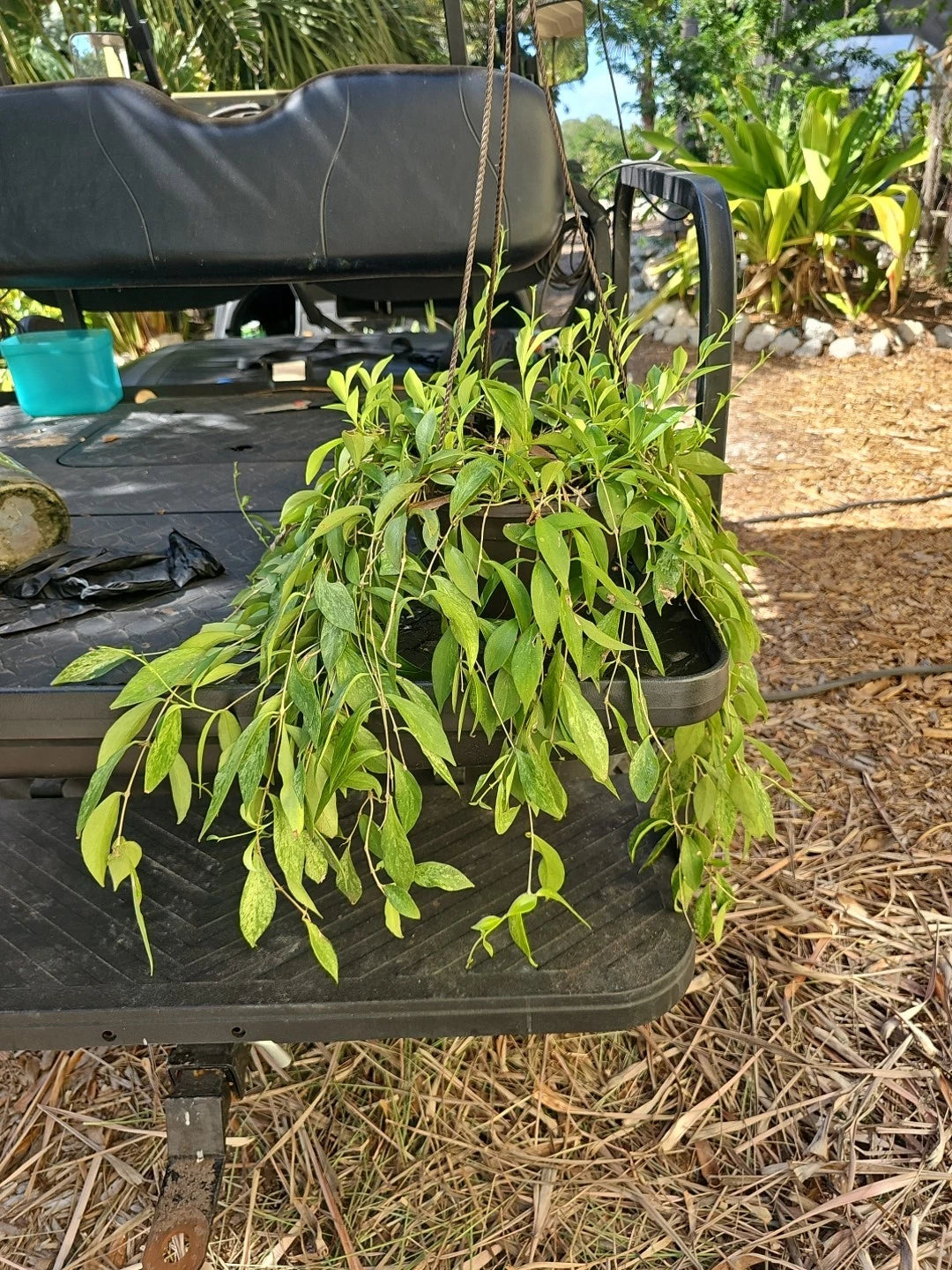 XL Aeschynanthus Lipstick Plant - Mini Variegated Live Plant in 8" Hanging Pot - Indoor Houseplant