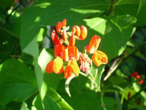 15 Scarlet Runner Bean Seeds - Flowering Variety - Phaseolus coccineus - USA - Free Shipping on Any Order