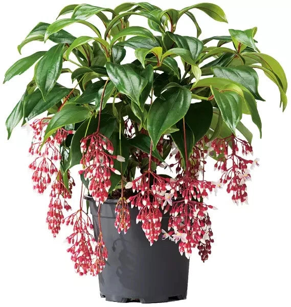 Magic Magnifica Medinilla Starter Plant - Rare Tropical Houseplant - Live Well Rooted - Medinilla magnifica