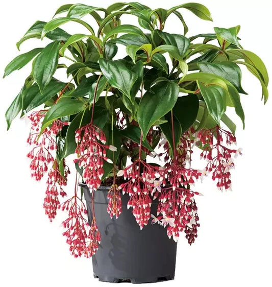 Magic Magnifica Medinilla Starter Plant - Rare Tropical Houseplant - Live Well Rooted - Medinilla magnifica