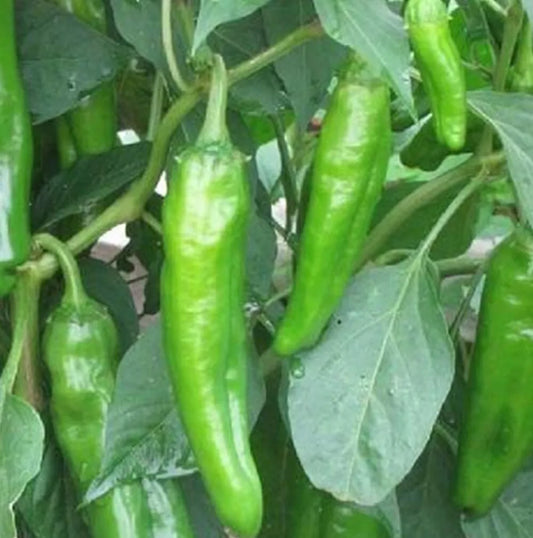 Anaheim Chili Hot Pepper Seeds | NON-GMO Heirloom | Fresh Garden Seeds | Capsicum annuum