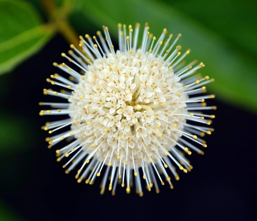 Buttonbush Seeds for Planting, 100 Count, Cephalanthus occidentalis, Native Perennial, Wetland Plant, Pollinator Friendly
