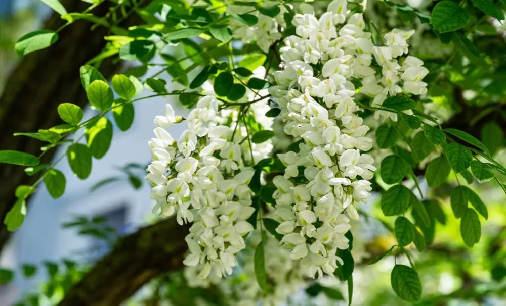 Black Locust Tree Seeds - 30 Pack - Robinia pseudoacacia - Ideal for Planting and Landscaping