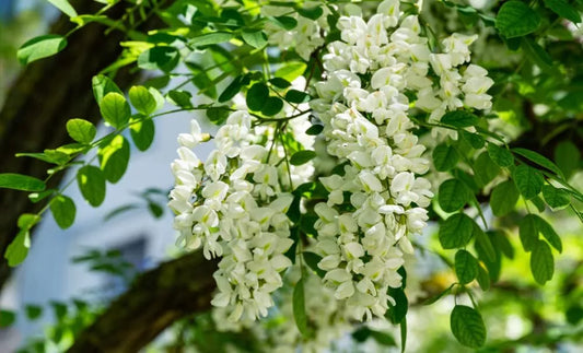 Black Locust Tree Seeds - 30 Pack - Robinia pseudoacacia - Ideal for Planting and Landscaping