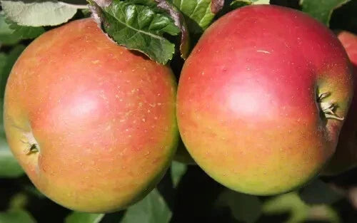 Annie Elizabeth Apple Seeds - 25+ Heirloom Seeds for Garden Planting - Malus domestica - USA Grown, Free Shipping