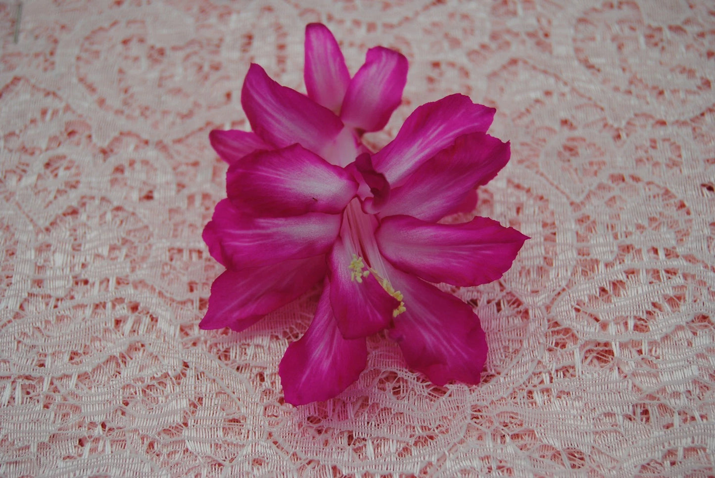 Christmas Cactus Starter Plant - Bristol Beauty - Healthy Well-Rooted Schlumbergera Truncata