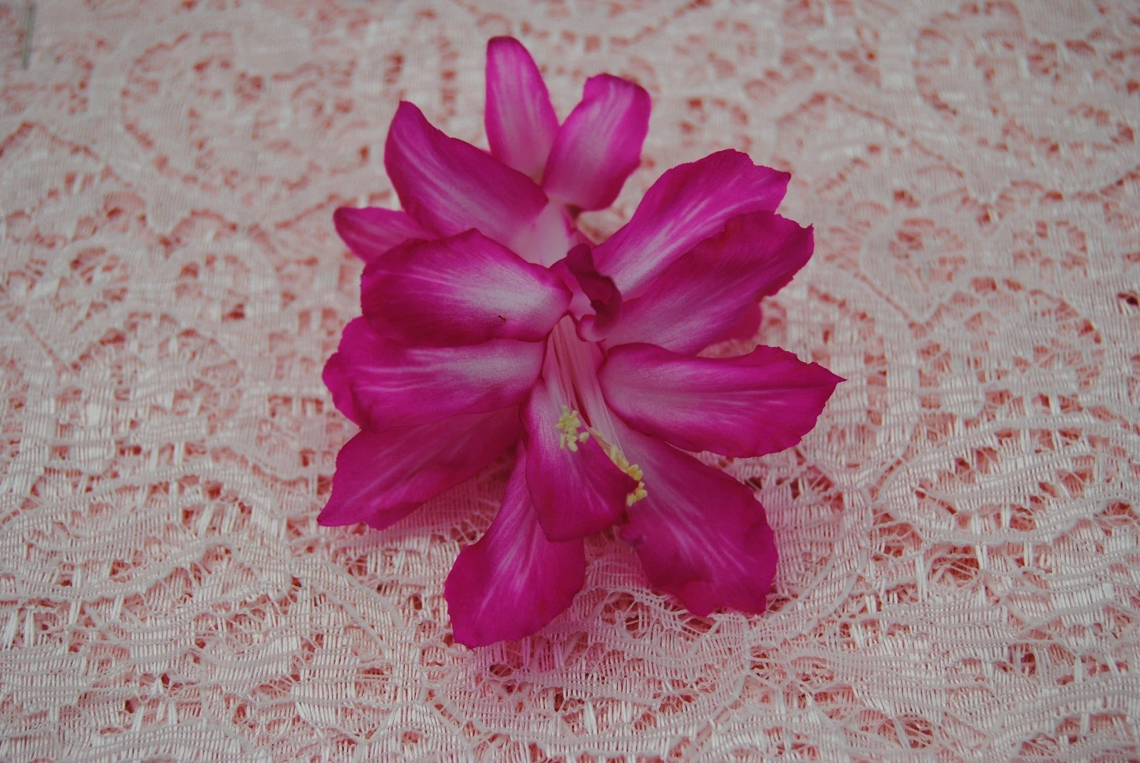 Christmas Cactus Starter Plant - Bristol Beauty - Healthy Well-Rooted Schlumbergera Truncata