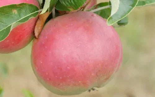 Apple Seeds for Planting - 25+ Sops in Wine Variety - Malus domestica - USA Grown, Free Shipping