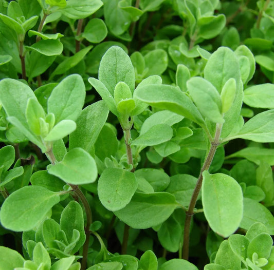 Marjoram Seeds 1000+ Herb Perennial Sweet Spice Origanum majorana - NON-GMO, USA Seller, Free Shipping