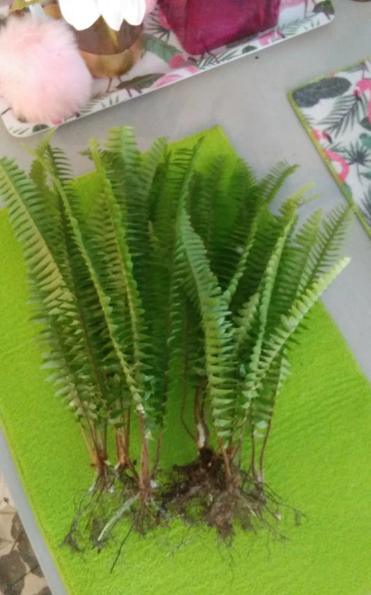 15 Rooted Live Boston Fern Plants - Tropical Evergreen for Shade Garden - Nephrolepis exaltata