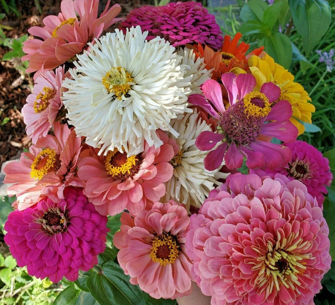 Giant Zinnia & Cactus Mix Flower Seeds - 40 Pack - Colorful Varieties - Zinnia elegans & Cactaceae