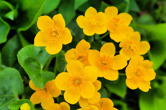 Marsh Marigold Seeds 50 Count Open Pollinated Caltha palustris Perennial Flowers for Planting