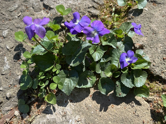 50 Wild Purple Violet Bulbs - Viola sororia - Native Flower Rhizomes for Garden Planting, Spring-Summer Bloom