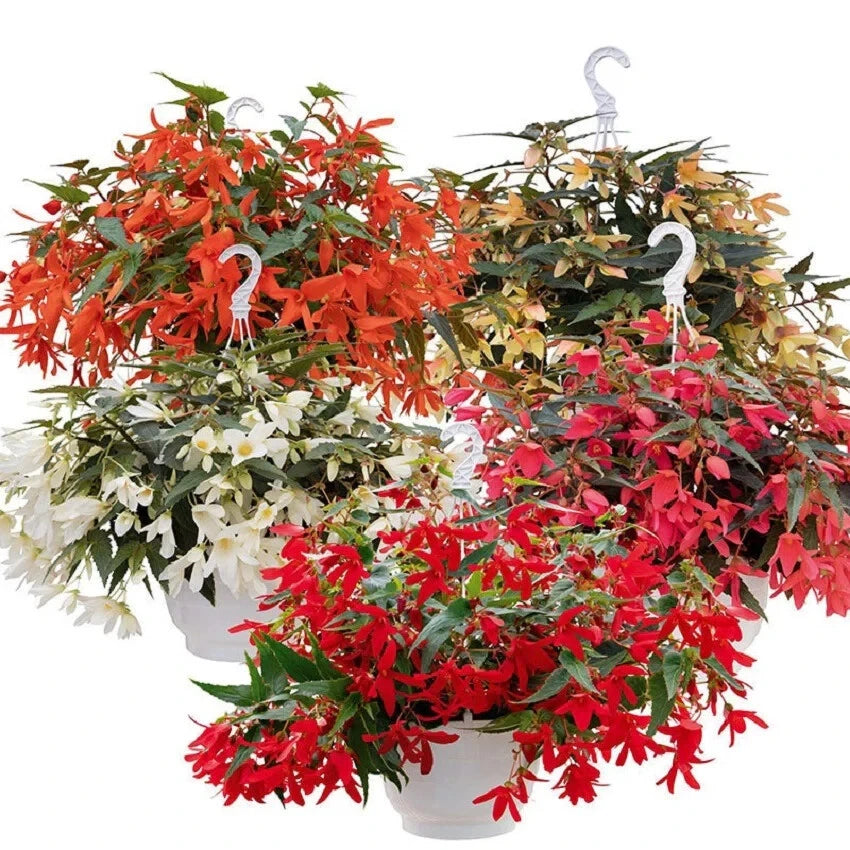 Begonia Seeds 10 Pelleted Seeds Groovy Mix (Begonia)