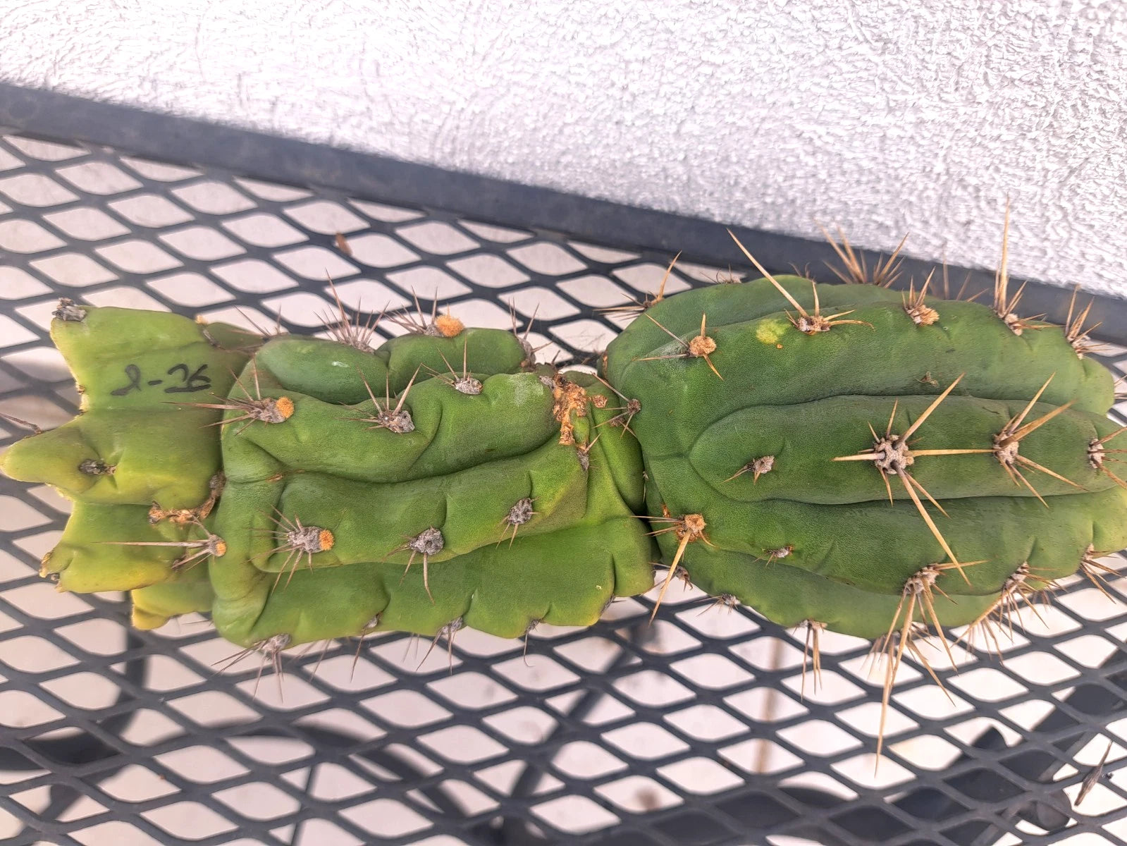 Cereus Peru Cactus Cutting - 8.5" - Tropical Green Succulent - Cereus peruvianus