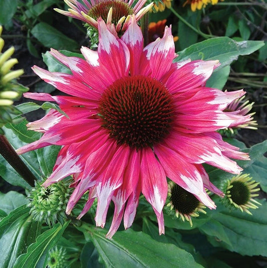 50 Pink White Coneflower Seeds - Echinacea Purpurea Perennial Flower Seeds for Garden Bloom
