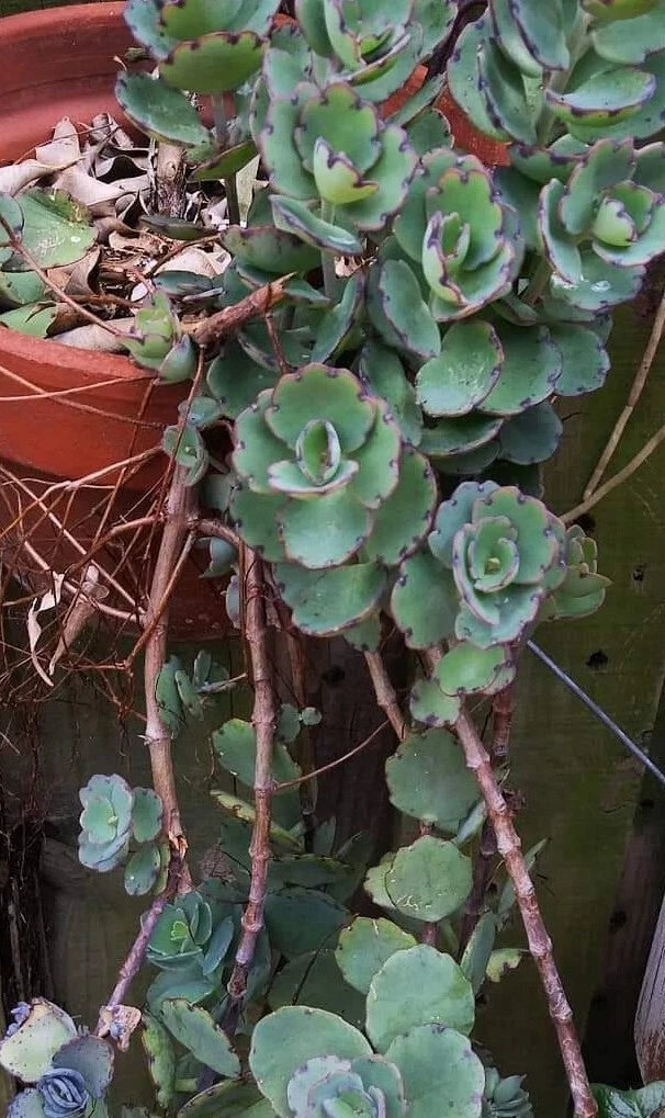 Kalanchoe Milky Widows Thrill Succulent - Laxiflora Jade Point Blue Tip