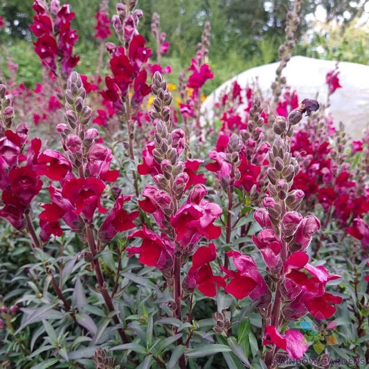 Black Prince Snapdragon Seeds - 1000+ Count - Antirrhinum majus - Perfect for Garden Planting - USA