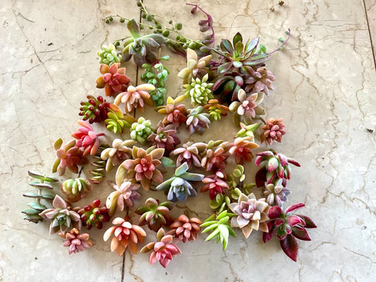 Colorful Succulent Cuttings - 22 Healthy Assorted Varieties - Ideal for Planting and Crafting