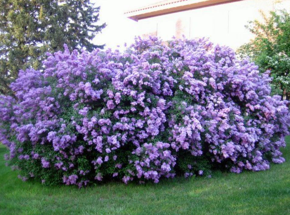 plant lilac in pot Common Lilac Live Plant 4" Pot Cold Hardy Double Blue Syringa vulgaris – Jayme Garden