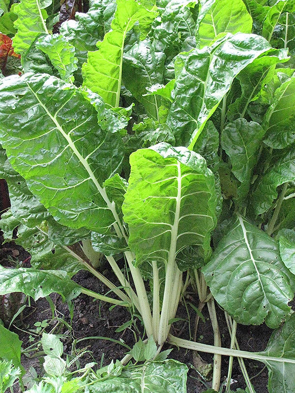 Fordhook Giant Swiss Chard Seeds - 50 Ct Non-GMO Vegetable Garden Seeds - Beta vulgaris - USA