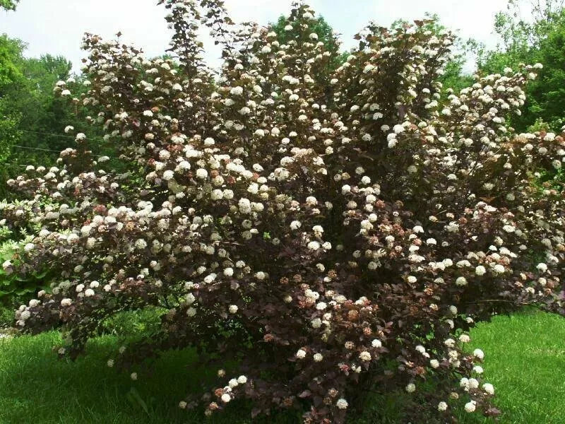 Purple Leaf Ninebark Cuttings Set of 10 Unrooted 6